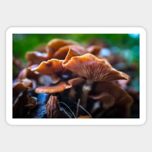 Honey mushrooms cluster Sticker